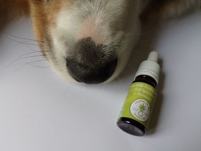 Macérat Huileux CBD pour animaux - 10 ml