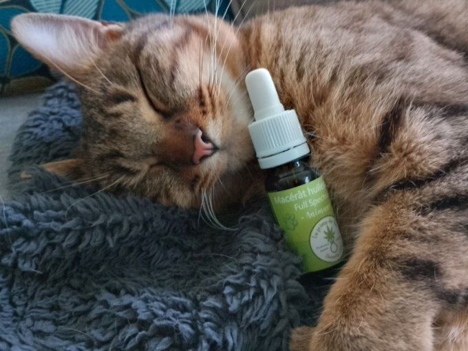 Macérat Huileux CBD pour animaux - 10 ml